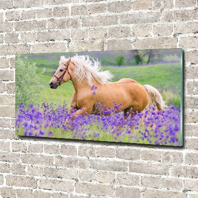 Quadro in vetro acrilico Un cavallo in un campo di lavanda