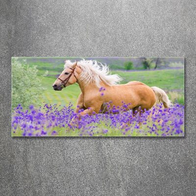 Quadro in vetro acrilico Un cavallo in un campo di lavanda