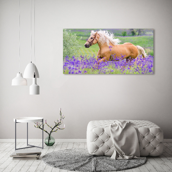 Quadro in vetro acrilico Un cavallo in un campo di lavanda