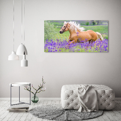 Quadro in vetro acrilico Un cavallo in un campo di lavanda