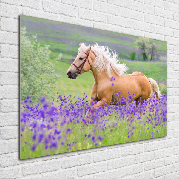 Quadro in vetro acrilico Un cavallo in un campo di lavanda