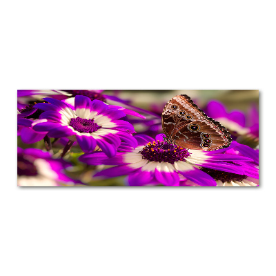 Quadro vetro acrilico Farfalla su un fiore