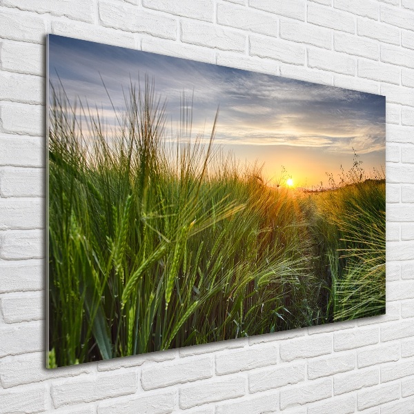Quadro in vetro acrilico Campo di grano