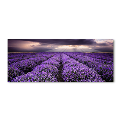 Quadro su vetro acrilico Campo di lavanda
