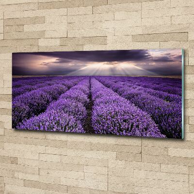 Quadro su vetro acrilico Campo di lavanda