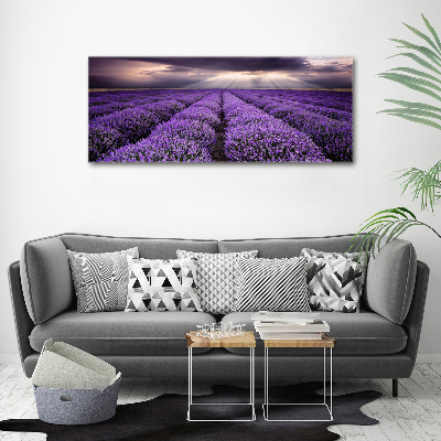 Quadro su vetro acrilico Campo di lavanda