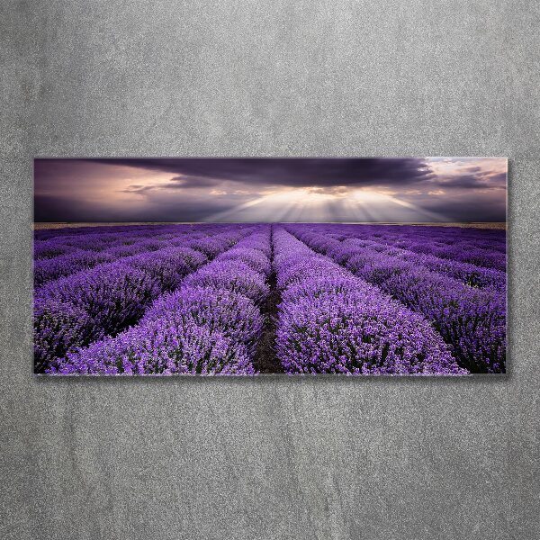 Quadro su vetro acrilico Campo di lavanda