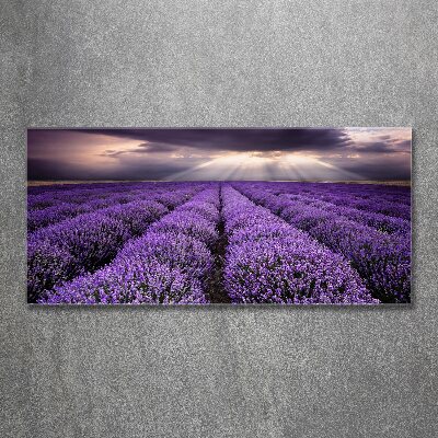 Quadro su vetro acrilico Campo di lavanda