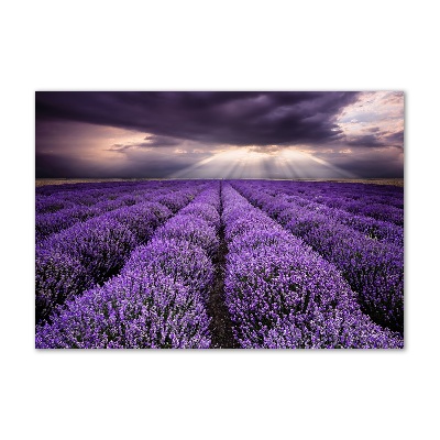 Quadro su vetro acrilico Campo di lavanda