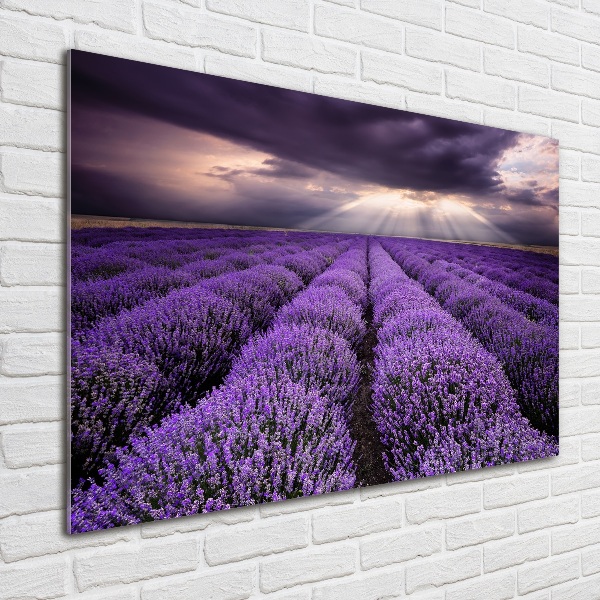 Quadro su vetro acrilico Campo di lavanda