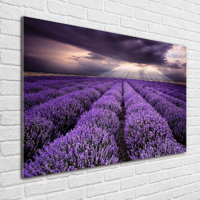 Quadro su vetro acrilico Campo di lavanda