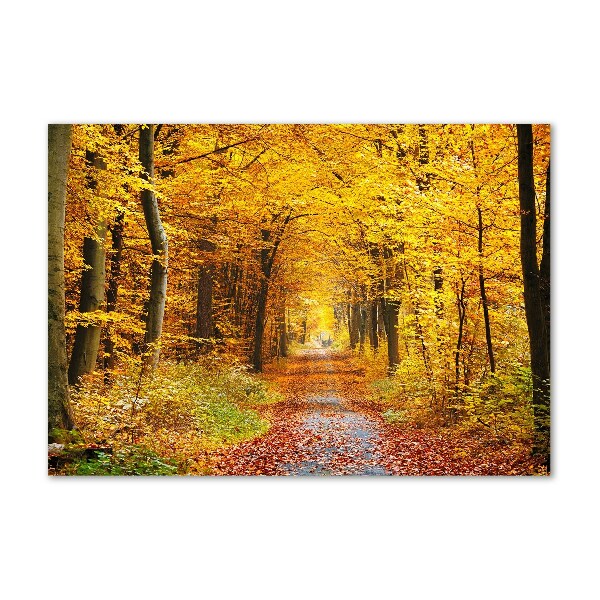 Quadro in vetro acrilico Foresta in autunno