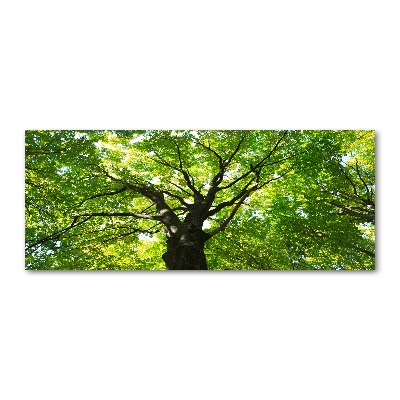 Quadro in vetro acrilico Foresta verde