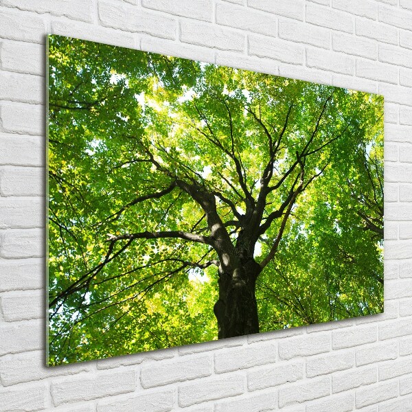 Quadro in vetro acrilico Foresta verde