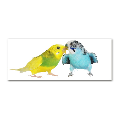 Quadro vetro acrilico Pappagalli ondulati