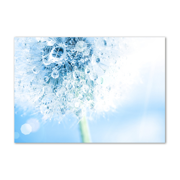 Quadro su vetro acrilico Dente di leone