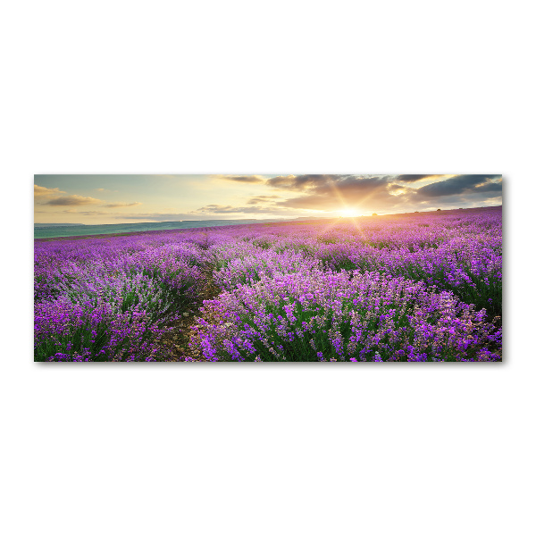 Quadro vetro acrilico Campo di lavanda