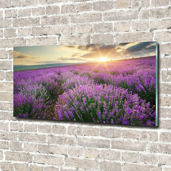 Quadro vetro acrilico Campo di lavanda