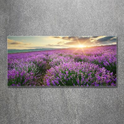 Quadro vetro acrilico Campo di lavanda