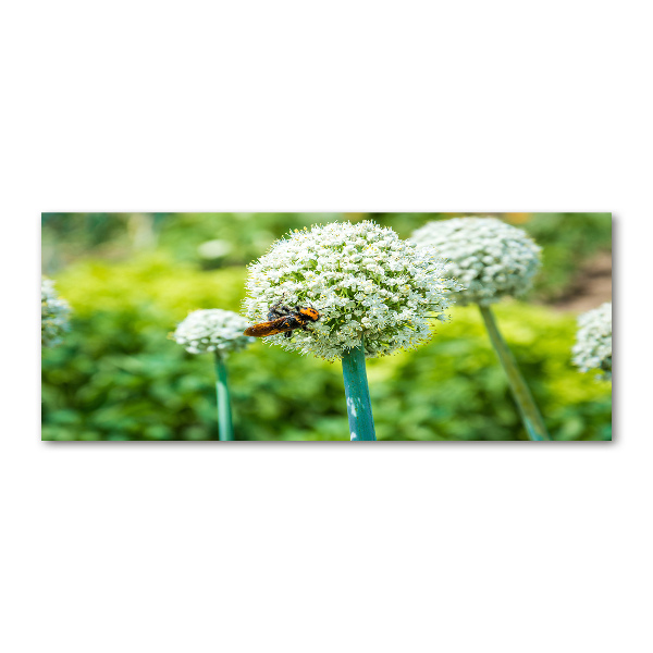 Quadro su vetro acrilico Uva in fiore