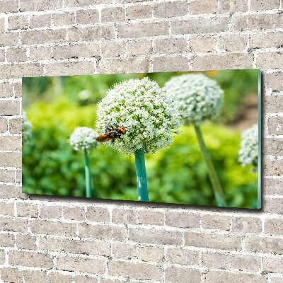 Quadro su vetro acrilico Uva in fiore