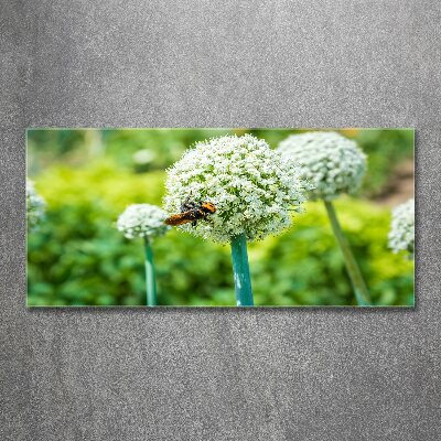 Quadro su vetro acrilico Uva in fiore