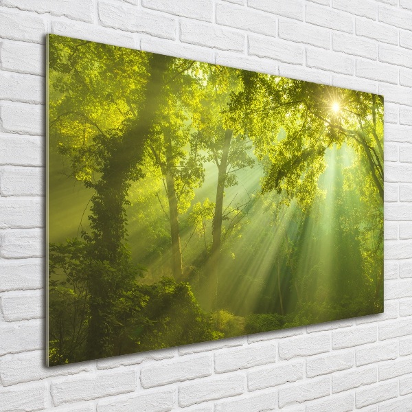 Quadro in vetro acrilico Foresta al sole