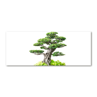 Quadro su vetro acrilico Albero bonsai