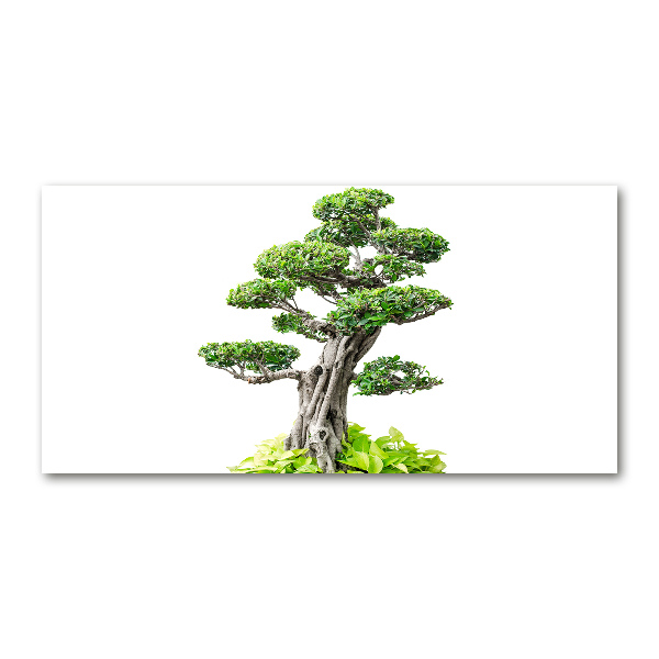 Quadro su vetro acrilico Albero bonsai