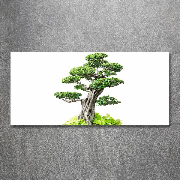 Quadro su vetro acrilico Albero bonsai