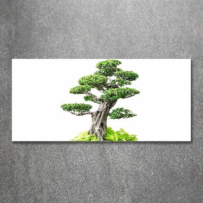 Quadro su vetro acrilico Albero bonsai