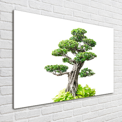Quadro su vetro acrilico Albero bonsai