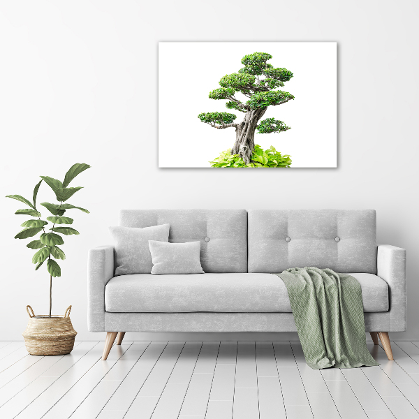 Quadro su vetro acrilico Albero bonsai