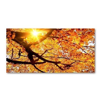 Quadro in vetro acrilico Chioma autunnale dell'albero