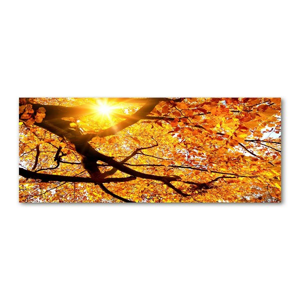 Quadro in vetro acrilico Chioma autunnale dell'albero