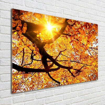 Quadro in vetro acrilico Chioma autunnale dell'albero