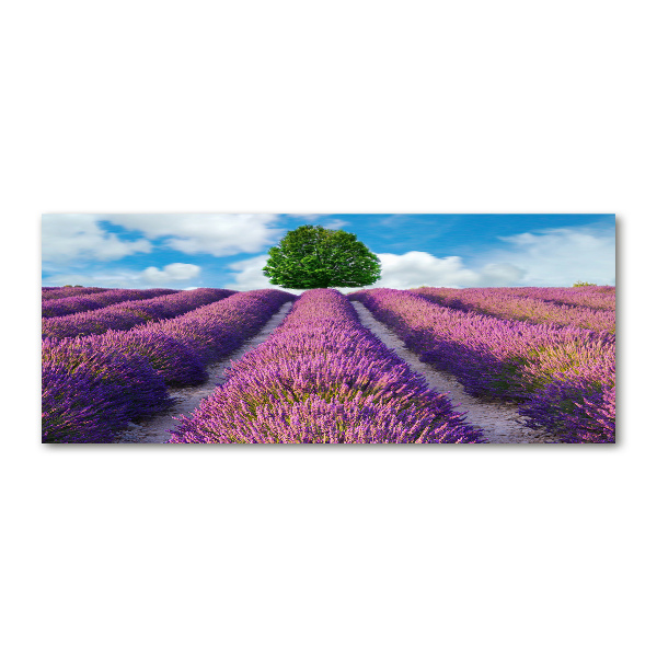 Quadro in vetro acrilico Campo di lavanda