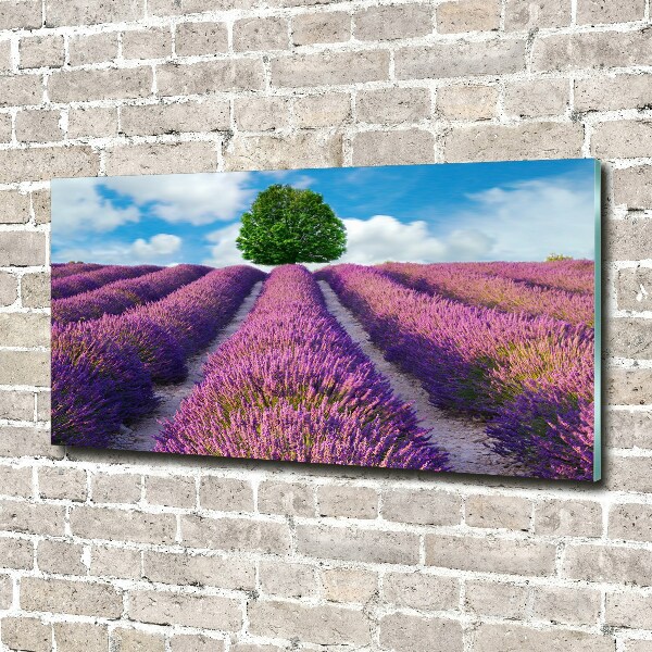 Quadro in vetro acrilico Campo di lavanda