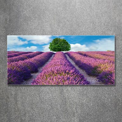 Quadro in vetro acrilico Campo di lavanda