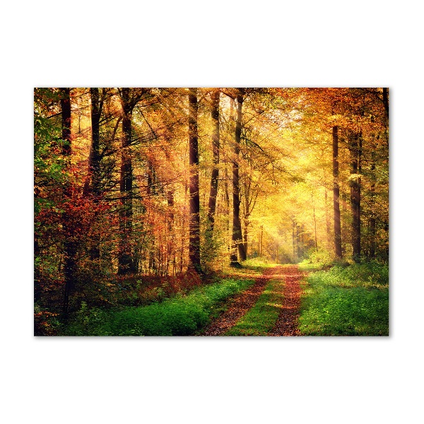Quadro su vetro acrilico Foresta in autunno