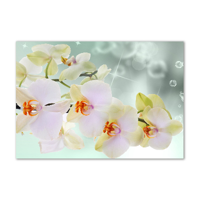 Quadro su vetro acrilico Orchidea bianca