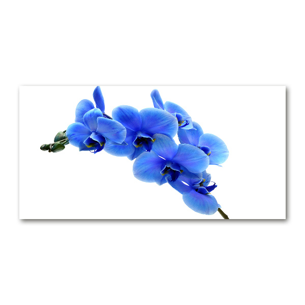 Quadro in vetro acrilico Orchidea blu