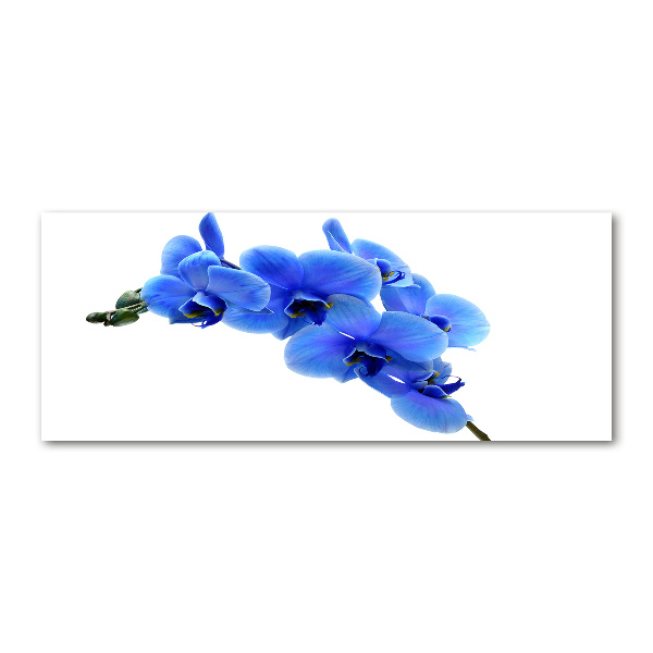 Quadro in vetro acrilico Orchidea blu