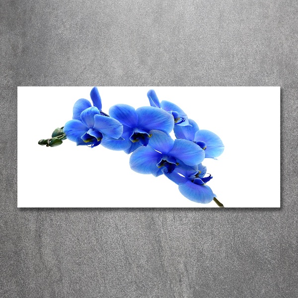 Quadro in vetro acrilico Orchidea blu