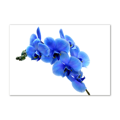 Quadro in vetro acrilico Orchidea blu