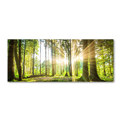 Quadro vetro acrilico Foresta al sole