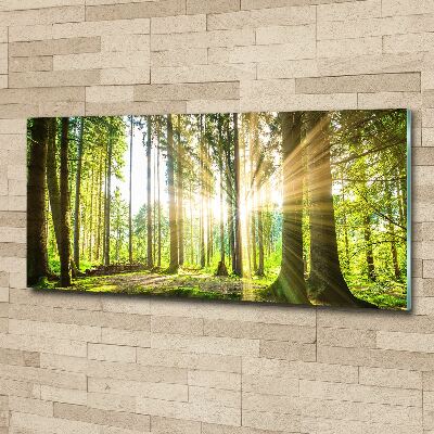 Quadro vetro acrilico Foresta al sole