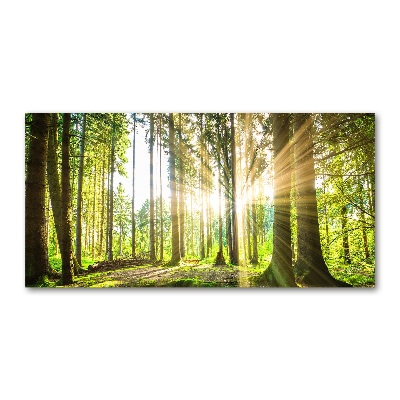 Quadro vetro acrilico Foresta al sole