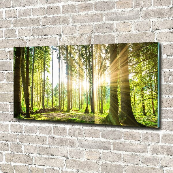 Quadro vetro acrilico Foresta al sole