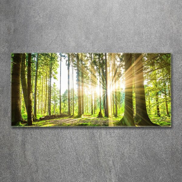 Quadro vetro acrilico Foresta al sole